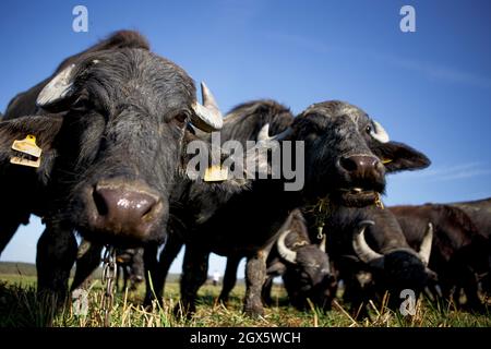 ZAKARPATTIA REGION, UKRAINE - OCTOBER 03, 2021 - Buffaloes graze on the pasture of the Carpathian Buffalo farm near Vynohradiv village, Zakarpattia Re Stock Photo