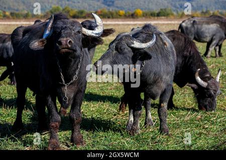 ZAKARPATTIA REGION, UKRAINE - OCTOBER 03, 2021 - Buffaloes graze on the pasture of the Carpathian Buffalo farm near Vynohradiv village, Zakarpattia Re Stock Photo