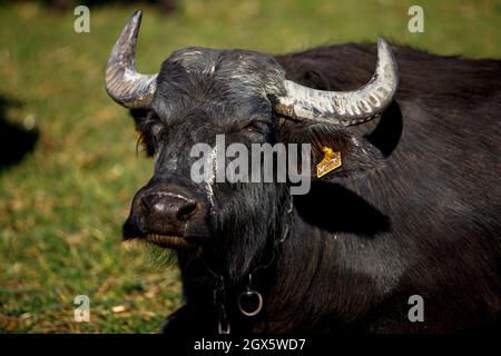 ZAKARPATTIA REGION, UKRAINE - OCTOBER 03, 2021 - A buffaloe grazes on the pasture of the Carpathian Buffalo farm near Vynohradiv village, Zakarpattia Stock Photo