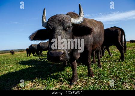 ZAKARPATTIA REGION, UKRAINE - OCTOBER 03, 2021 - A buffaloe grazes on the pasture of the Carpathian Buffalo farm near Vynohradiv village, Zakarpattia Stock Photo