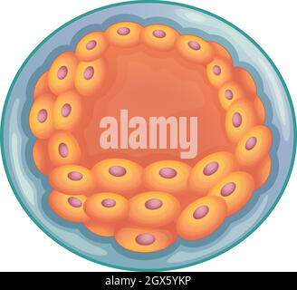Early mammal human embryo development stages chart. Vector illustration ...