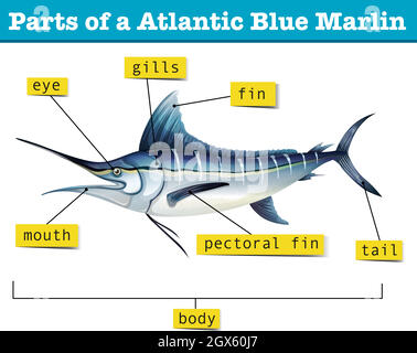 Diagram showing parts of atlantic blue marlin Stock Vector