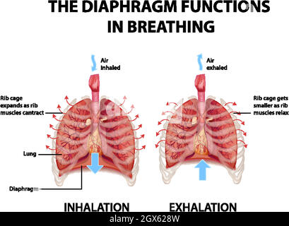 The diaphragm functions in breathing illustration Stock Vector Image ...