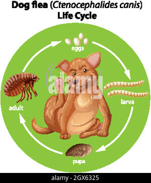 Diagram showing dog flea life cycle Stock Vector