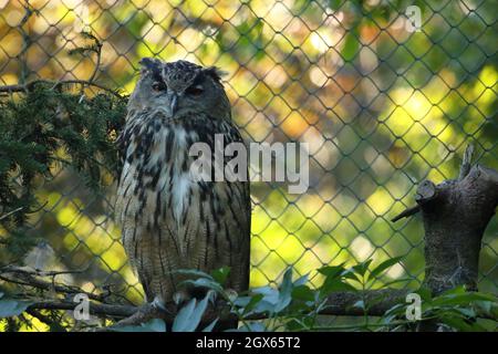 The majestic Eagle owl sitting on the branch. Wildlife photo.