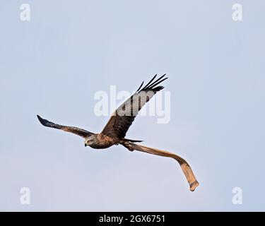 flying red kite with special prey, a silk stocking Stock Photo