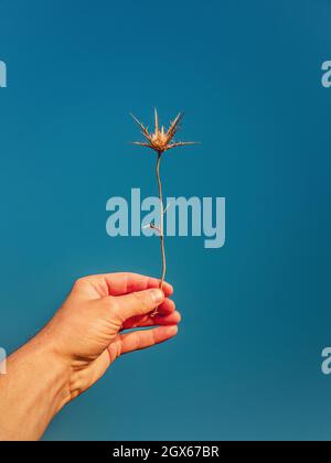 Close up person hand holding a dry thistle thorn plant over a clear blue sky background. Spiny starthistle in man arm. Fall season mood Stock Photo