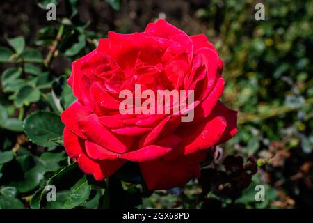 One large and delicate vivid red rose in full bloom in a summer garden, in direct sunlight, with blurred green leaves in the background Stock Photo