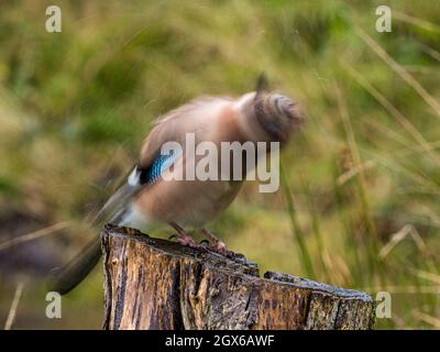 A jay shaking water from its feathers on a cold wet autumn day in mid Wales Stock Photo