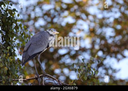 Grey heron "Ardea cinerea" perched on branch, hunched with neck retracted. Gray feathers. Bokeh background of Autumn leaves foliage. Dublin, Ireland Stock Photo