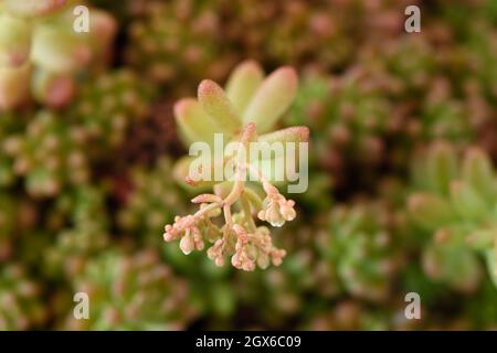 Sedum album  'Coral Carpet'  White stonecrop  Flower buds  May Stock Photo