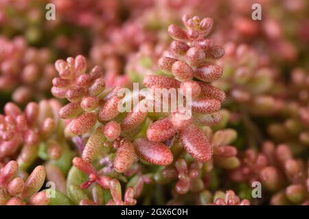 Sedum album  'Coral Carpet'  White stonecrop  September Stock Photo