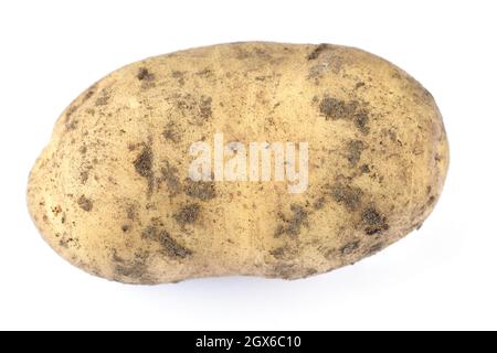 Solanum tuberosum  'Maris Peer'  Second early potato  Unwashed tuber  August Stock Photo