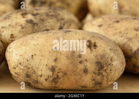 Solanum tuberosum  'Maris Peer'  Second early potato  Unwashed tubers  August Stock Photo