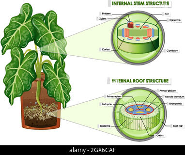 Diagram showing stem and root structure Stock Vector