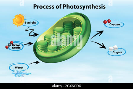 Diagram showing process of photosynthesis Stock Vector