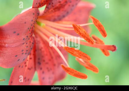 Lilium  'Red Velvet'  Asiatic Lily  June Stock Photo