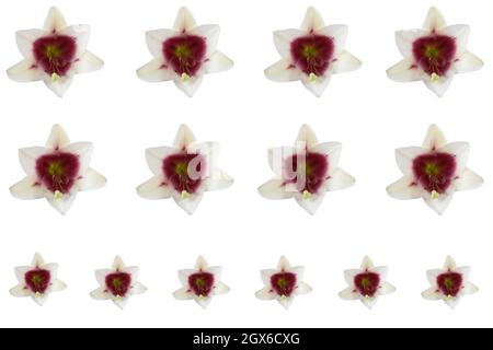 Lilium  Triumphator = 'Zanlophator' Composite pattern picture Stock Photo