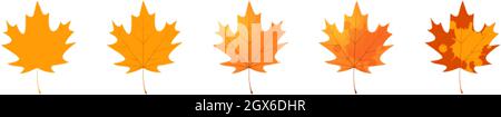 Withered maple leaf. Fallen autumn maple leaf icon. Stock Vector