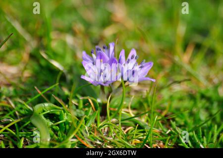 Spring squill, Scilla verna small wildflower plant amongst grass.South Wales.UK Stock Photo