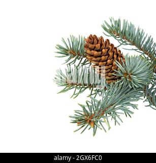 Spruce branch with cones isolated on white background. Fir tree branch. Spruce branch. Christmas fir. Stock Photo