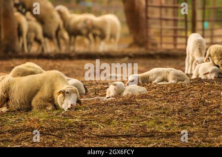 Small cute lamb gambolling in a meadow in England farm Stock Photo