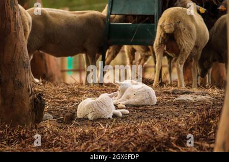 Small cute lamb gambolling in a meadow in England farm Stock Photo