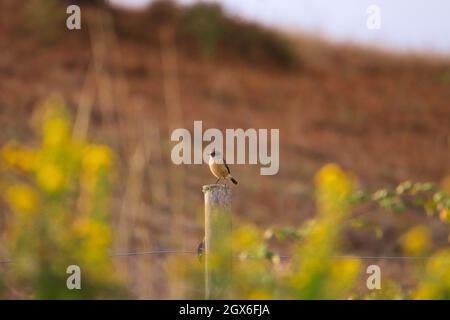 European Stonechat on the branch in the steppe. Wildlife scene from nature Stock Photo