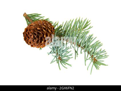 Spruce branch with cones isolated on white background. Fir tree branch. Spruce branch. Christmas fir. Stock Photo