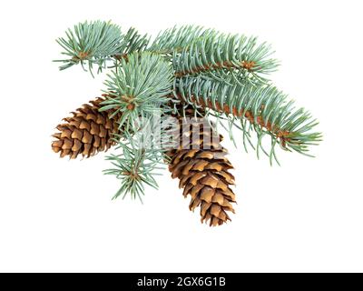 Spruce branch with cones isolated on white background. Fir tree branch. Spruce branch. Christmas fir. Stock Photo