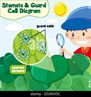 Diagram showing stomata and guard cell Stock Vector