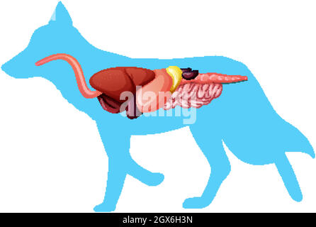 Internal Anatomy of a Horse isolated on white background Stock Vector