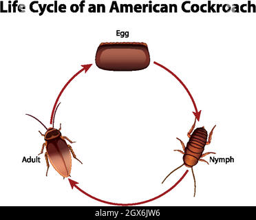 Diagram showing life cycle of cockroach illustration Stock Vector Image ...