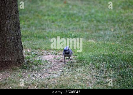 Close up, front view, of a female Blue Jay standing on the ground looking down in the summer in Wisconsin Stock Photo