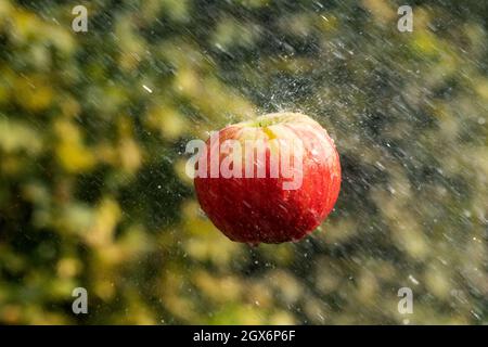 Fresh water splash and red apple isolated on green. Stock Photo