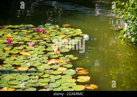 Green water lily pads on river with koi fish Stock Photo