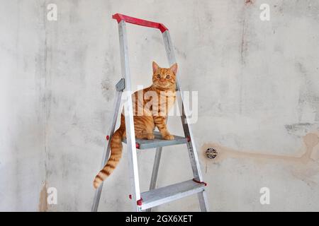 Young red tabby cat sits on top step of stepladder Stock Photo
