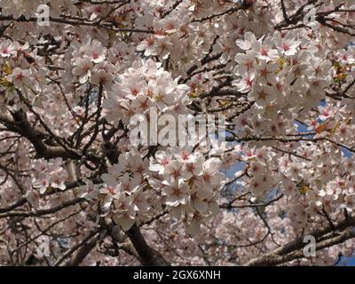overhead profusion of pink & white blossom flowers of ornamental cherry tree against blue sky on a bright sunny Spring day Cumbria, England, UK Stock Photo