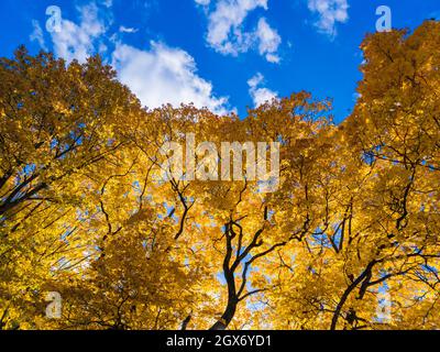autumn vivid yellow maple tree on blue sky background - full frame upward view from below Stock Photo