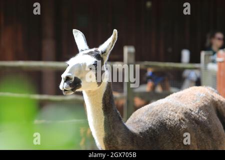 Llama in London Zoo, in summer sunshine, UK Stock Photo