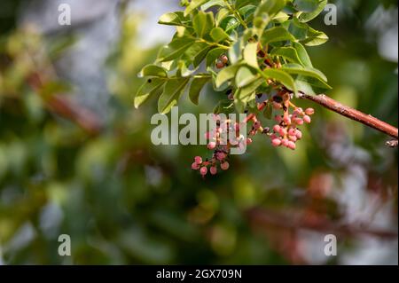 Young unripe pistachio nuts growing on pistachio trees plantation on Cyprus Stock Photo