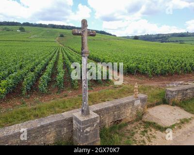 Aerian view on walled green grand cru and premier cru vineyards with rows of pinot noir grapes plants in Cote de nuits, making of famous red and white Stock Photo