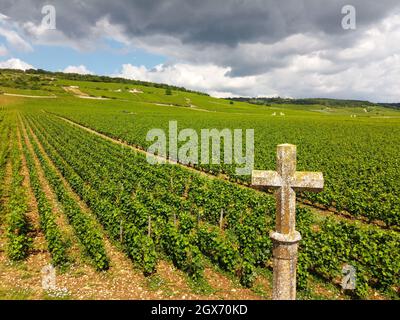 Aerian view on walled green grand cru and premier cru vineyards with rows of pinot noir grapes plants in Cote de nuits, making of famous red and white Stock Photo