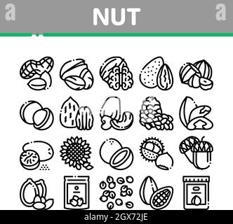 Nut Food Different Collection Icons Set Vector Stock Vector