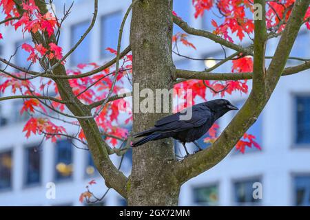 Crow on tree, fall foliage, Gastown, Vancouver, British Columbia, Canada Stock Photo