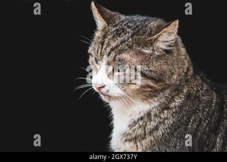 Tabby cat close-up on black background. The sad pet looks away. Animal care concept. Stock Photo