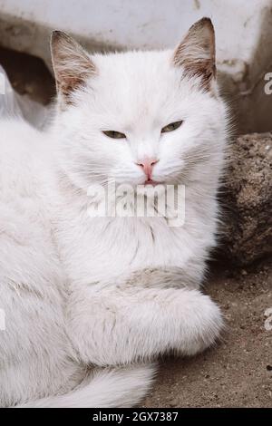 Homeless cat on the street. Animal care and volunteering concept. Lost street kitten. Stock Photo