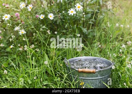 Summer rain. Bucket full of rain water in grass among wild flowers Stock Photo