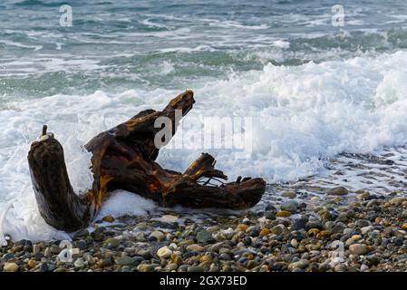 Single old log on a sandy beach on the Black Sea. Part of an old dry tree on the beach on a summer day. A natural landscape with a wave on the pebble Stock Photo