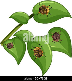 Top view of many colorado potato beetle on leaves Stock Vector